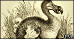 Animals: Classifications 動物：分類