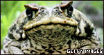 Animals: Classifications 動物：分類