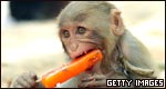 Idioms: Animals 成語(yǔ)：動(dòng)物