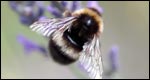 Idioms: Animals 成語(yǔ)：動(dòng)物