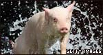 Idioms: Animals 成語(yǔ)：動(dòng)物