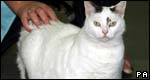 Idioms: Animals 成語(yǔ)：動(dòng)物