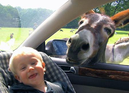 Drive through zoo 當(dāng)人類從動(dòng)物園駛過