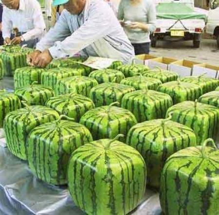 Square watermelon,grown in boxes 方形西瓜問(wèn)世