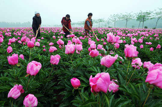 五月，來亳州看芍花