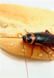 不容小覷的“蟑螂問(wèn)題”