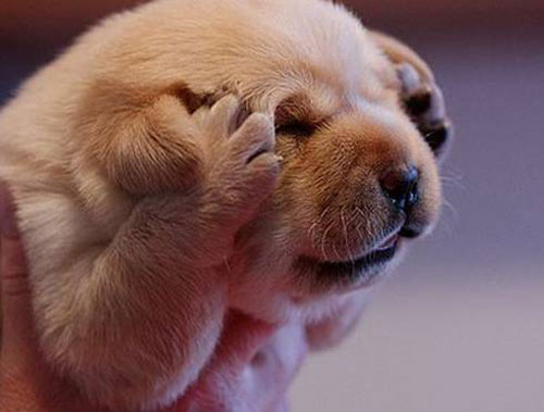 呆呆萌萌是“呆萌” ！