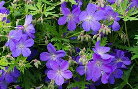 全球變暖會(huì)使花變得更香？