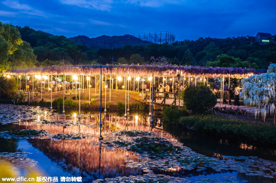 現(xiàn)實版《阿凡達(dá)》靈魂樹花開