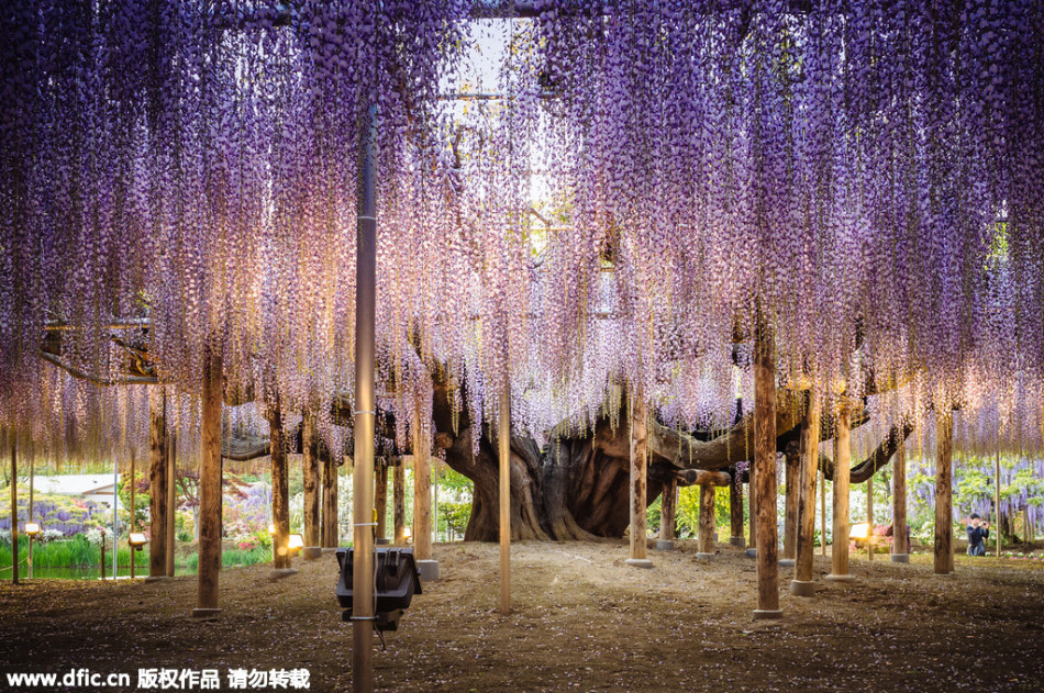 現(xiàn)實(shí)版《阿凡達(dá)》靈魂樹(shù)花開(kāi)