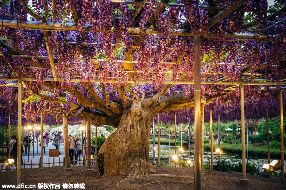 現(xiàn)實版《阿凡達》靈魂樹花開