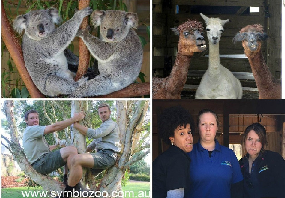 腦洞大開！澳大利亞飼養(yǎng)員模仿動物大賽