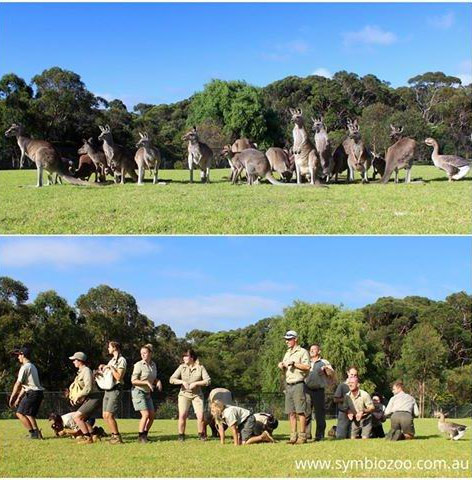 腦洞大開！澳大利亞飼養(yǎng)員模仿動物大賽