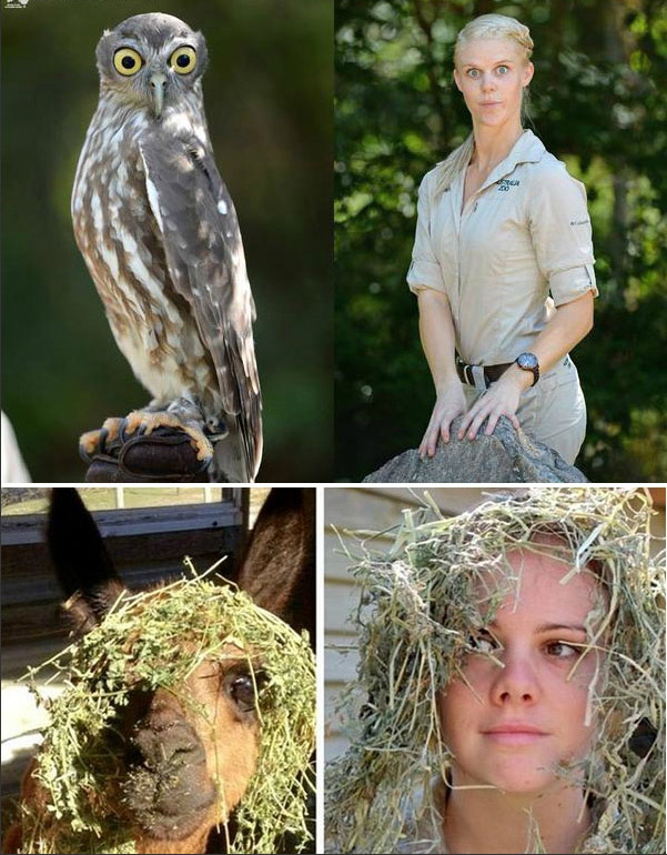 腦洞大開！澳大利亞飼養(yǎng)員模仿動(dòng)物大賽