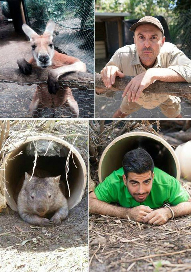 腦洞大開！澳大利亞飼養(yǎng)員模仿動(dòng)物大賽