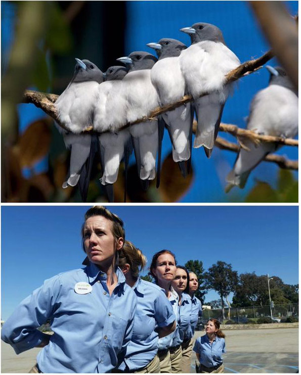 腦洞大開！澳大利亞飼養(yǎng)員模仿動(dòng)物大賽