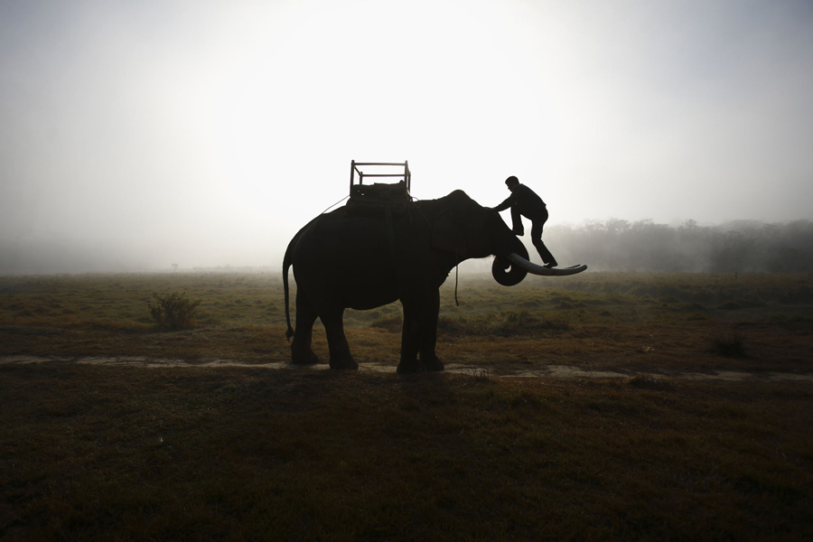 世界大象日，帶你走近它們