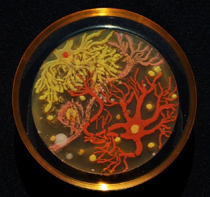 科學(xué)家的另類藝術(shù)：細(xì)菌作畫(huà)