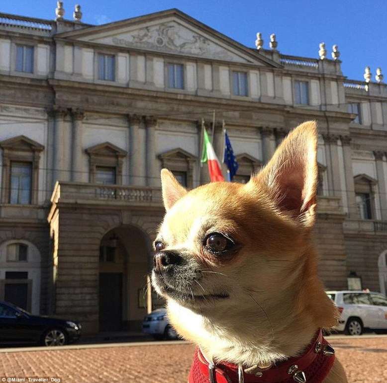 周游世界的汪星人，你羨慕嗎？