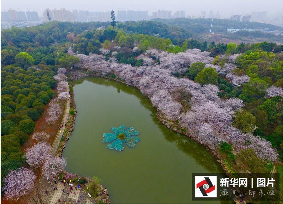航拍：長(zhǎng)沙櫻花絢爛綻放 如詩(shī)如畫
