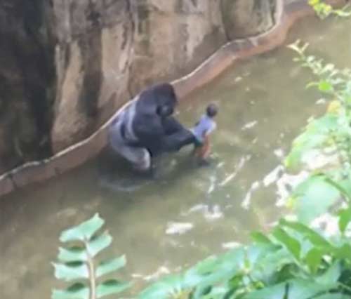四歲男童爬入猩猩池，動(dòng)物園射殺大猩猩引爭(zhēng)議