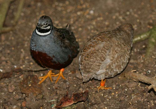 1美元在世界各國可以買到啥？