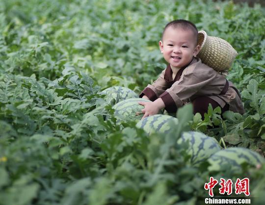 2歲萌娃吆喝自家西瓜 這個(gè)“瓜娃子”要火?。ńM圖）