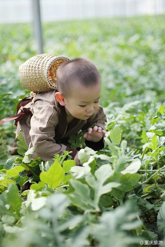 2歲萌娃吆喝自家西瓜 這個“瓜娃子”要火?。ńM圖）
