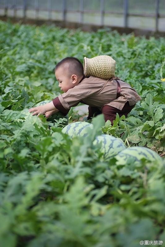 2歲萌娃吆喝自家西瓜 這個(gè)“瓜娃子”要火?。ńM圖）