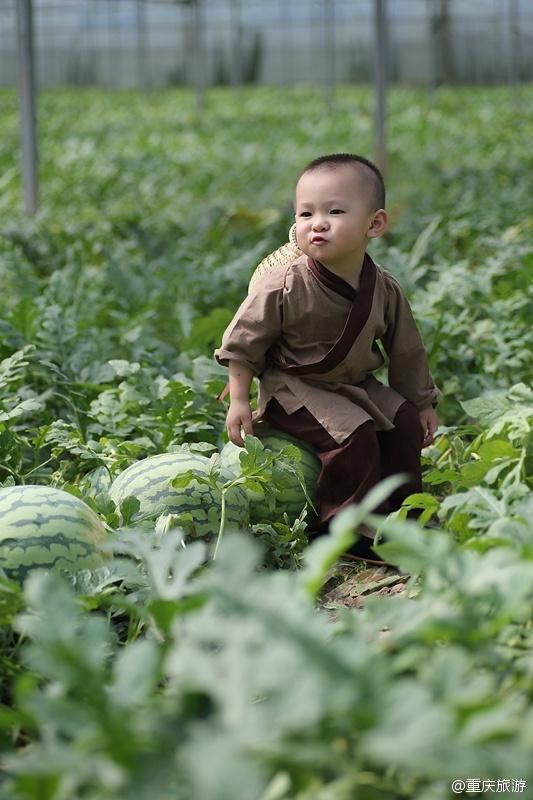 2歲萌娃吆喝自家西瓜 這個“瓜娃子”要火?。ńM圖）