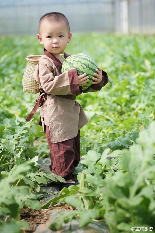 2歲萌娃吆喝自家西瓜 這個“瓜娃子”要火?。ńM圖）