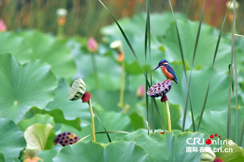 這組圖，能讓你在炎熱的夏季里瞬間清涼起來