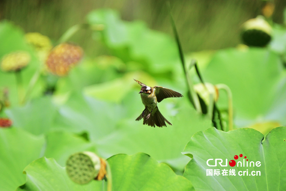 這組圖，能讓你在炎熱的夏季里瞬間清涼起來