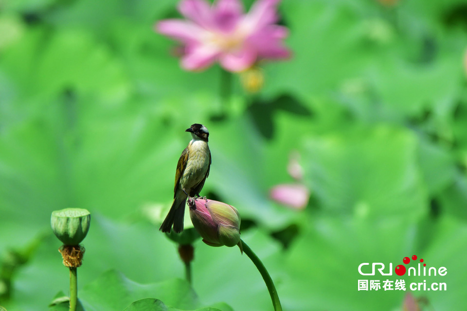 這組圖，能讓你在炎熱的夏季里瞬間清涼起來