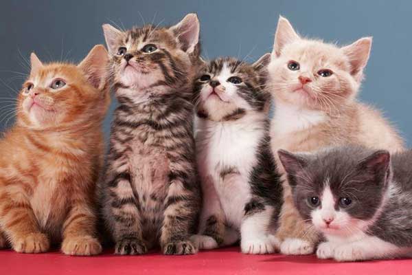 瑞士規(guī)定只養(yǎng)一條金魚(yú)違法