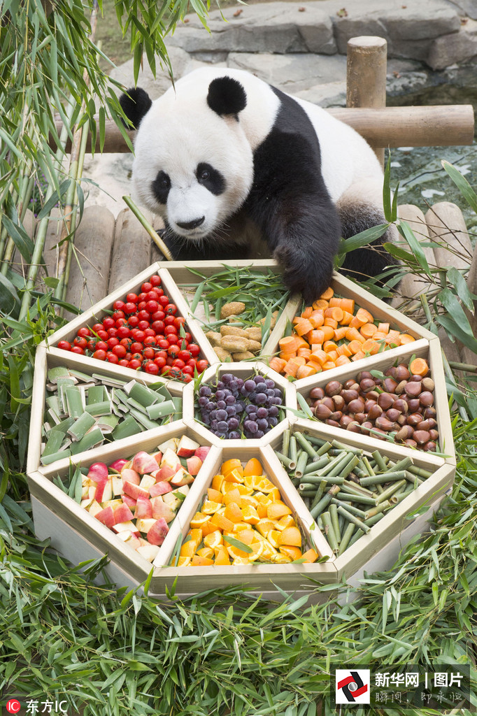 吃得開心！韓國動物園大熊貓?zhí)崆跋硎芄?jié)日大餐（組圖）