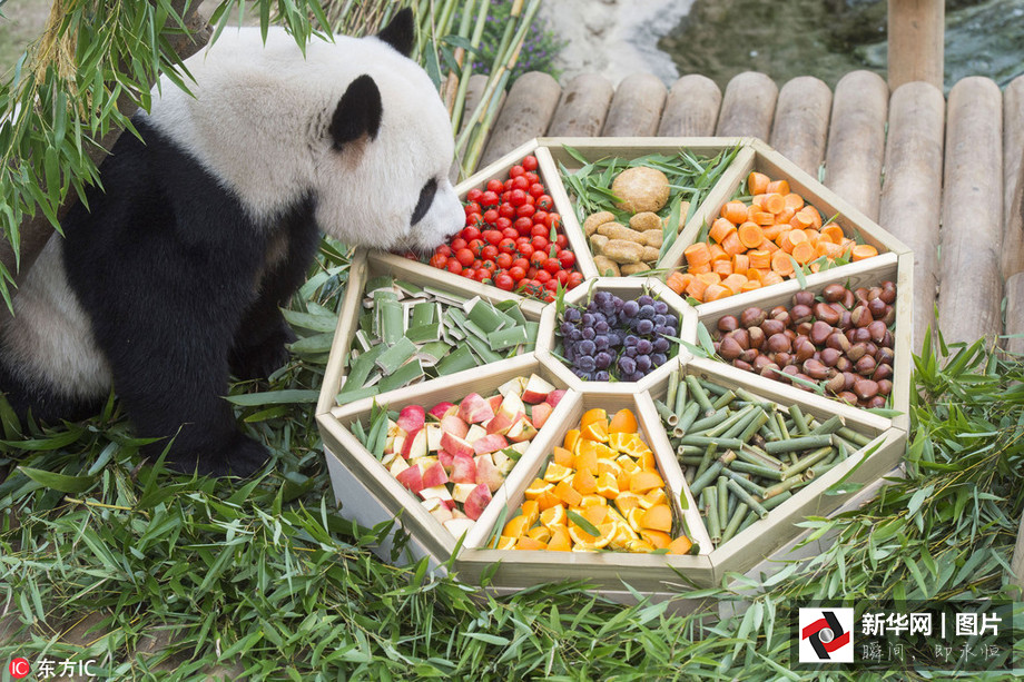 吃得開心！韓國動物園大熊貓?zhí)崆跋硎芄?jié)日大餐（組圖）