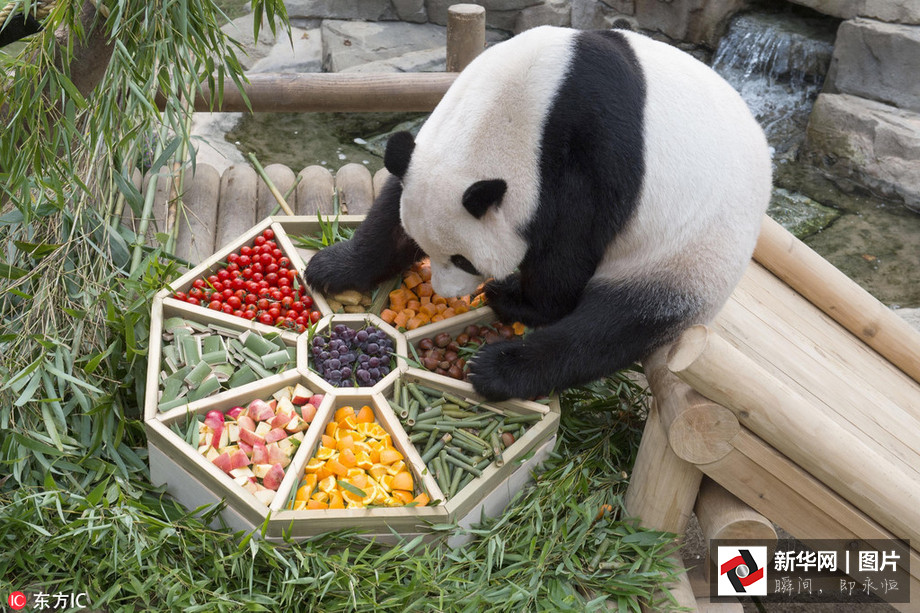 吃得開心！韓國(guó)動(dòng)物園大熊貓?zhí)崆跋硎芄?jié)日大餐（組圖）