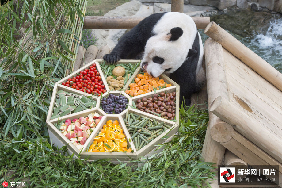 吃得開心！韓國動物園大熊貓?zhí)崆跋硎芄?jié)日大餐（組圖）