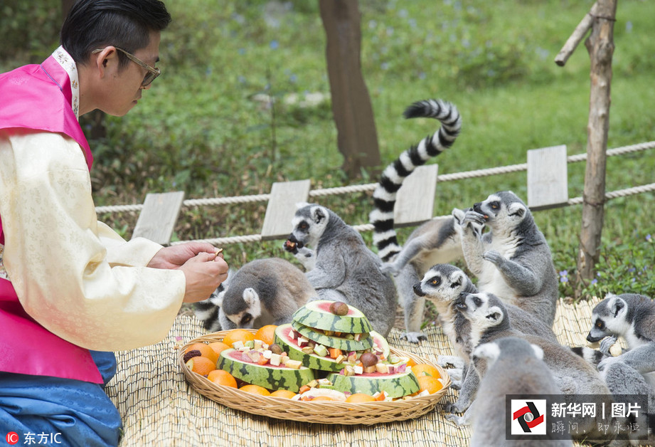 吃得開心！韓國動物園大熊貓?zhí)崆跋硎芄?jié)日大餐（組圖）