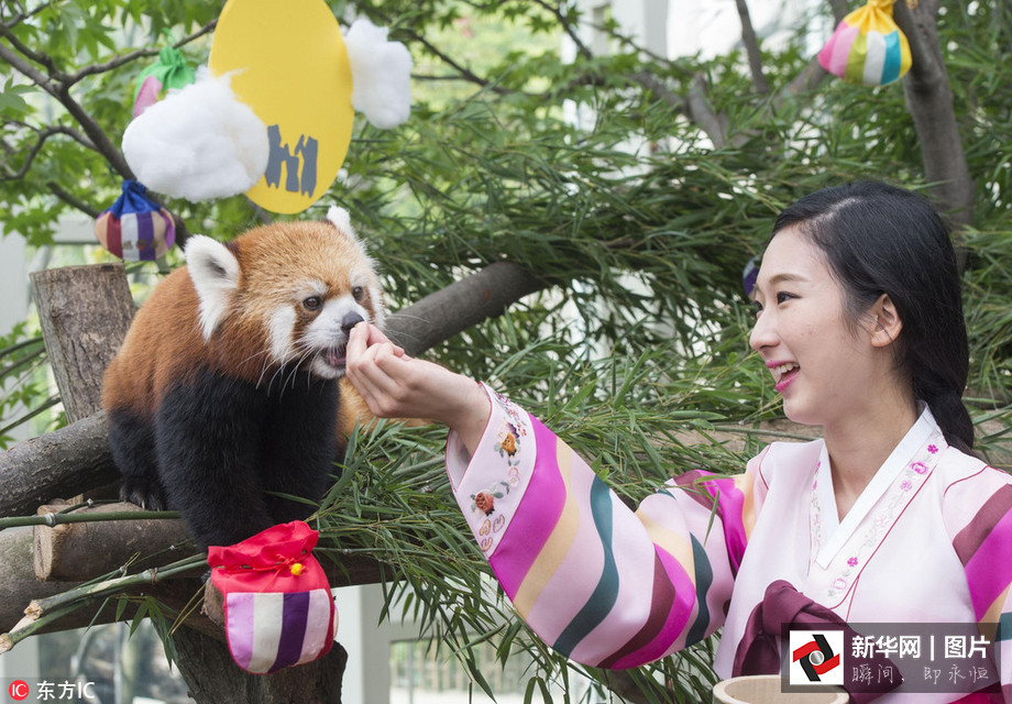 吃得開心！韓國動物園大熊貓?zhí)崆跋硎芄?jié)日大餐（組圖）