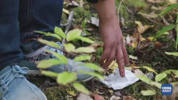 小康之路：他們曾經(jīng)是伐木人，如今卻成了護林員和藏香廠老板丨解碼中國