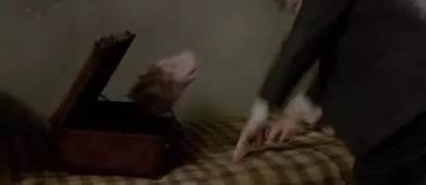 《神奇動(dòng)物》里都有哪些神奇的動(dòng)物？