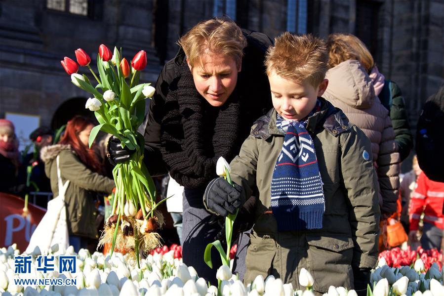 荷蘭迎來(lái)國(guó)家郁金香日 美麗鮮花免費(fèi)摘（組圖）