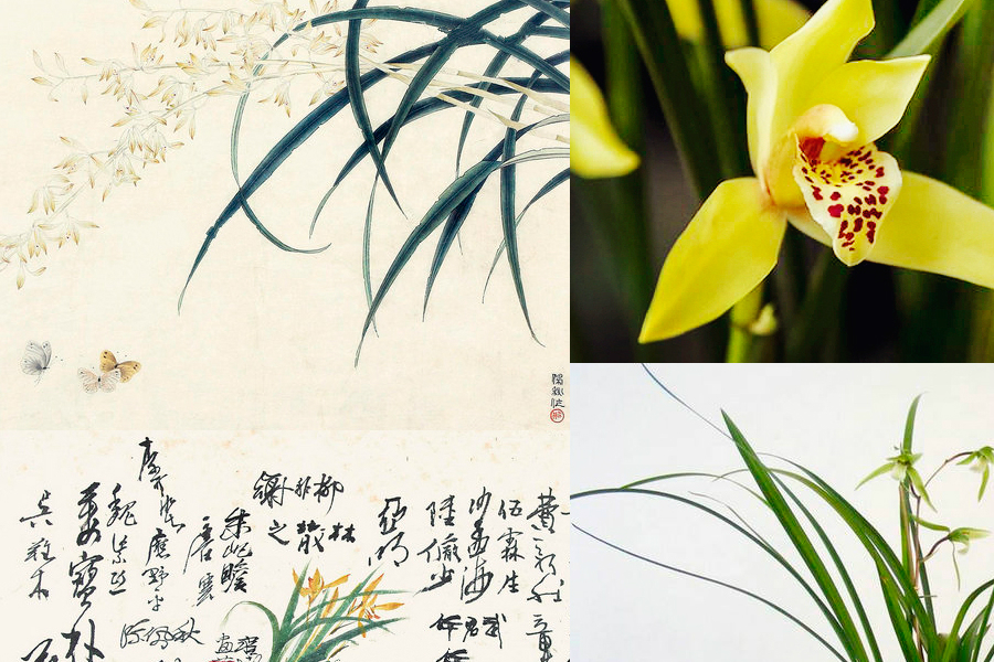 最能代表中國的10種花：你對(duì)它們了解多少（組圖）