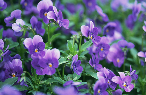 如何地道地跟老外聊“春天”？