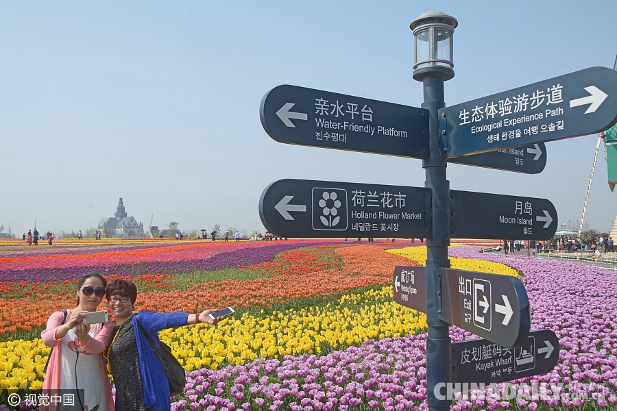 大好春光豈可負(fù)？世界各地盡享花海美景（組圖）