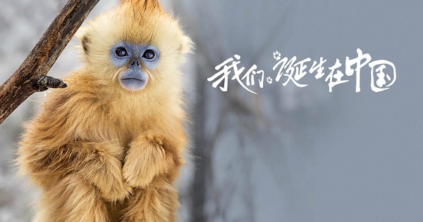 《我們誕生在中國》美國熱映 大熊貓、金絲猴、雪豹海外圈粉