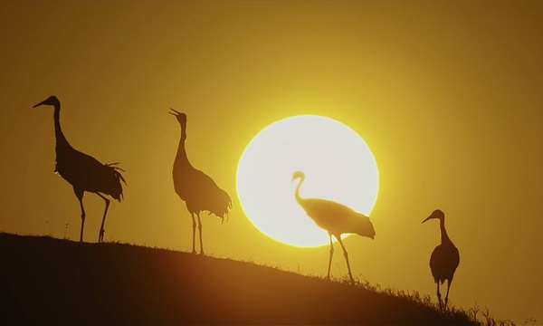 《我們誕生在中國》美國熱映 大熊貓、金絲猴、雪豹海外圈粉