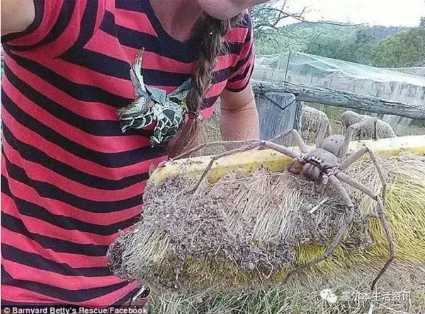 徒手抱鯊魚赤手打袋鼠，帶你認識認識彪悍的澳洲人民